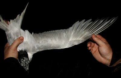 Sandwich Tern (Kentsk trna) Sterna sandvicensis