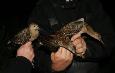 Ruff (Brushane) Philomacus pugnax