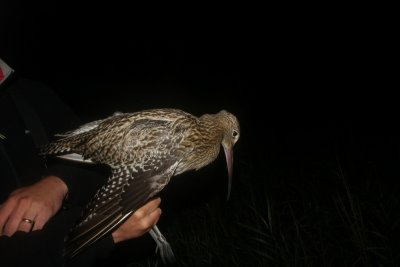 Eurasian Curlew (Storspov) Numenius arquata