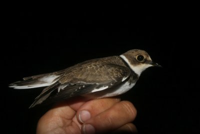 Little Ringed Plover (Mindre strandpipare) Charadrius dubius