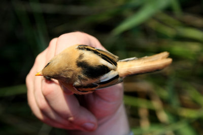 Bearded Tit (Skggmes) Panurus biarmicus