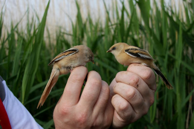 Bearded Tit (Skggmes) Panurus biarmicus