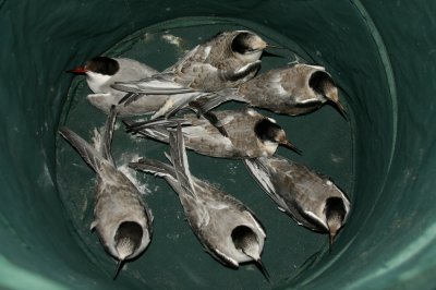 Common Terns waiting to be ringed