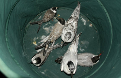 Mix of Common Terns, Sandwich Terns and a juvenile Black Tern