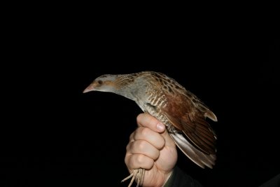 Corncrake (Kornknarr) Crex crex