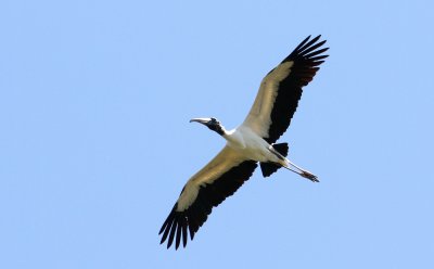Wood Stork (Amerikansk ibisstork) Mycteria americana