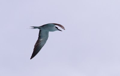 Sooty Tern (Sottrna) Onychoprion fuscatus