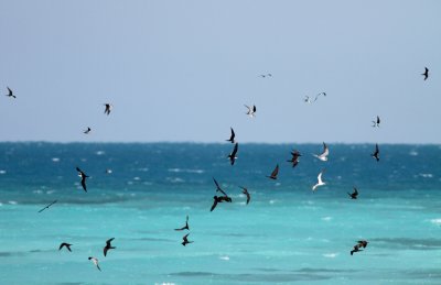 Sooty Terns and Common Noddies