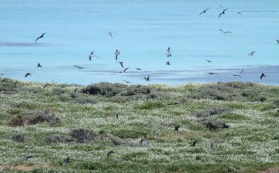 Colony of Sooty Terns and Common Noddies