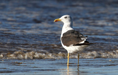 Lesser Black-backed Gull (Silltrut) Larus fuscus