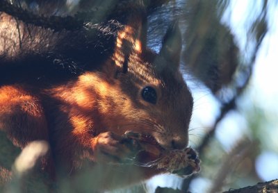 Red Squirrel (Ekorre) Sciurus vulgaris