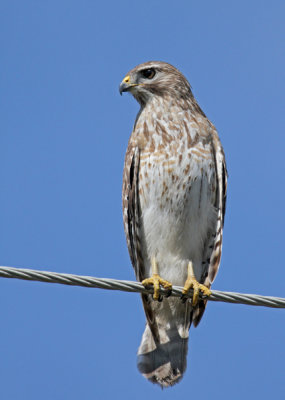 Red-shouldered Hawk (Bandvingad vrk) Buteo lineatus