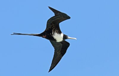 Magnificent Frigatebird (Praktfregattfgel) Fregata magnificens