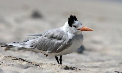 Royal Tern (Kungstrna) Sterna maxima