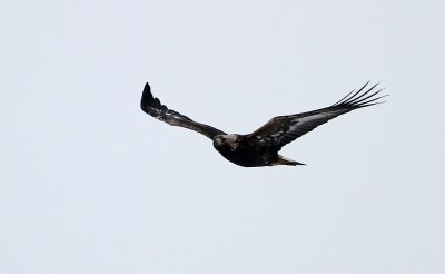 Golden Eagle (Kungsörn) Aquila chrysaetos