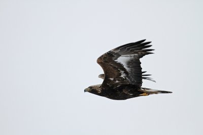 Golden Eagle (Kungsörn) Aquila chrysaetos