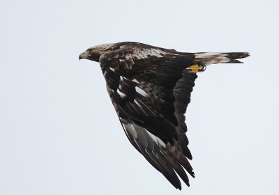 Golden Eagle (Kungsörn) Aquila chrysaetos