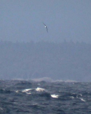 Black-browed Albatross (Svartbrynad albatross) Thalassarche melanophris.JPG