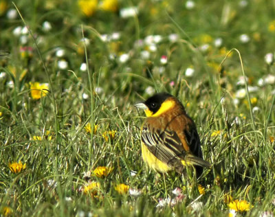 Black-headed Bunting (Svarthuvad sparv) Emberiza melanocephala.jpg