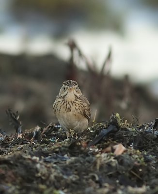 Blyths Pipit (Mongolpiplärka) Anthus godlewskii.jpg
