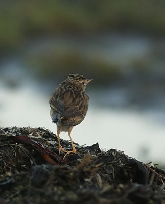 Blyths Pipit (Mongolpiplärka) Anthus godlewskii.jpg