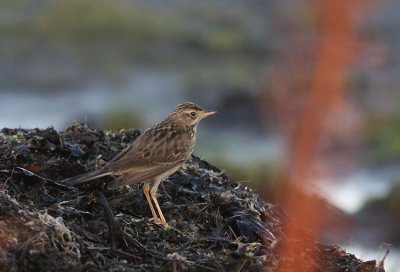 Blyths Pipit (Mongolpiplärka) Anthus godlewskii.jpg