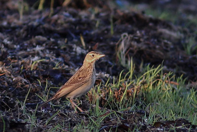 Blyths Pipit (Mongolpiplärka) Anthus godlewskii.jpg