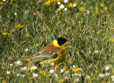 Black-headed Bunting (Svarthuvad sparv) Emberiza melanocephala.jpg