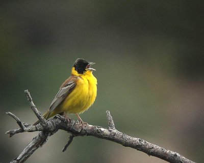 Black-headed Bunting (Svarthuvad sparv) Emberiza melanocephala.jpg