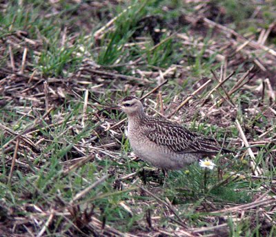 Little Curlew (Dvärgspov) Numenius minutus - KICX6704.jpg