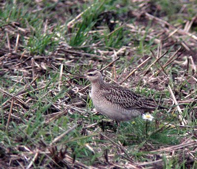 Little Curlew (Dvrgspov) Numenius minutus - KICX6704.jpg