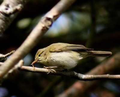 Iberian Chiffchaff (Iberisk gransångare) Phylloscopus iberiae.jpg