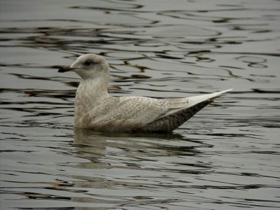 Iceland Gull (Vitvingad trut) Larus glaucoides.jpg