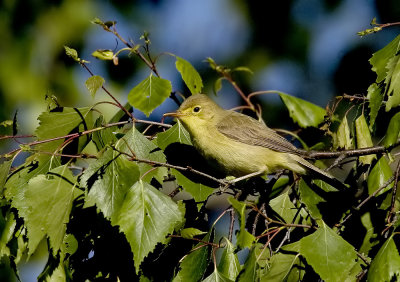 Melodious Warbler (Polyglottsångare) Hippolais polyglotta - IMG_0186.jpg