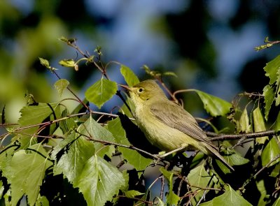 Melodious Warbler (Polyglottsångare) Hippolais polyglotta - IMG_0187.jpg