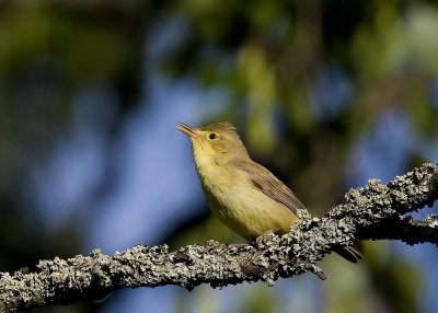 Melodious Warbler (Polyglottsångare) Hippolais polyglotta - IMG_0254.jpg