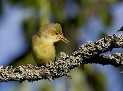 Melodious Warbler (Polyglottsångare) Hippolais polyglotta - IMG_0260.jpg