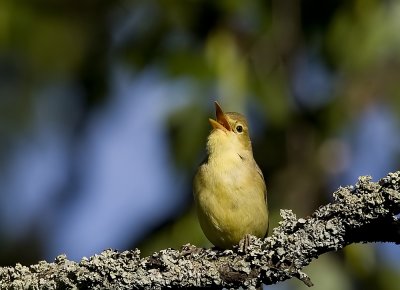 Melodious Warbler (Polyglottsångare) Hippolais polyglotta - IMG_0271.jpg