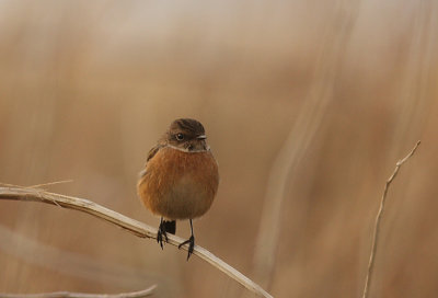 Common Stonechat (Svarthakad buskskvätta) Saxicola torquata - IMG_0411.jpg