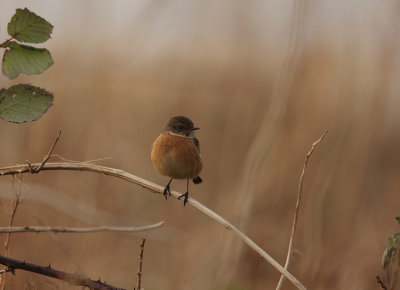Common Stonechat (Svarthakad buskskvätta) Saxicola torquata - IMG_0419.jpg