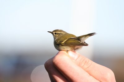 Hume´s Warbler (Bergstaigasångare) Phylloscopus humei - IMG_1440.jpg