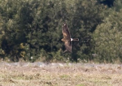 Pallid Harrier (Stäpphök) Circus macrourus - IMG_1699.jpg