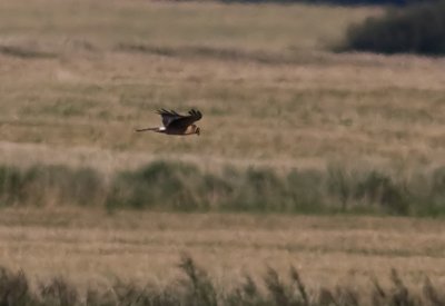 Pallid Harrier (Stäpphök) Circus macrourus - IMG_1733.jpg