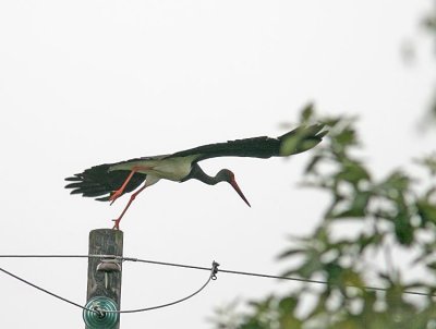 Black Stork (Svart stork) Ciconia nigra - IMG_5178.jpg