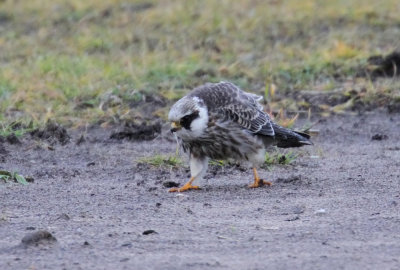 Red-footed Falcon (Aftonfalk) Falco vespertinus - IMG_9290.jpg