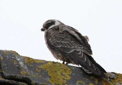 Red-footed Falcon (Aftonfalk) Falco vespertinus - IMG_9392.jpg