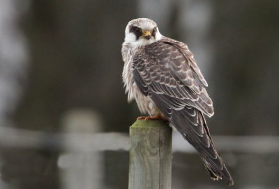 Red-footed Falcon (Aftonfalk) Falco vespertinus - IMG_9396.jpg