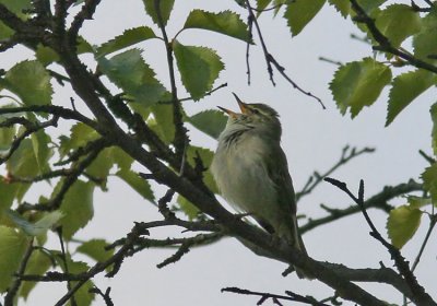 Arctic Warbler (Nordsångare) Phylloscopus borealis.jpg
