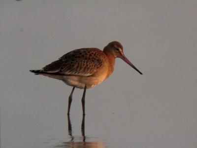 Black-tailed Godwit (Isländsk rödspov) Limosa limosa.jpg