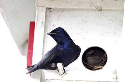 Purple Martin